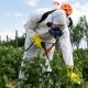 Personal Protective Equipment for Working With Pesticides